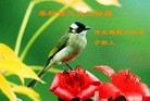 ֹ,ӱ󷨵ӹףʦ(25)
