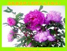 ֹ,㶫󷨵ӹףʦ(28)
