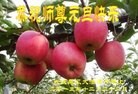 ֹ,󷨵ӹףʦ(20)
