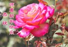 ֹ,Ϻ󷨵ӹףʦ(25)
