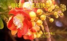 法轮功,山东大法弟子恭祝师尊新年快乐(27条)
