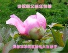 ֹ,󷨵ӹףʦ(22)
