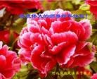 ֹ,ӱ󷨵ӹףʦ(22)
