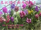 Published on 12/29/2015 ���ֹ�,��½�󷨵��ӹ�ףʦ���������(33��)
