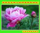 Published on 12/31/2015 ���ֹ�,��½�󷨵��ӹ�ףʦ���������(26��)
