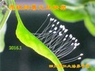 Published on 1/1/2016 ���ֹ�,��½�󷨵��ӹ�ףʦ���������(25��)
