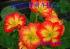 Published on 12/29/2015 ���ֹ�,��½�󷨵��ӹ�ףʦ���������(27��)
