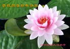 法轮功,沈阳大法弟子恭祝师尊新年快乐(27条)
