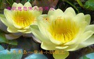 法轮功,青岛大法弟子恭祝师尊新年快乐(27条)
