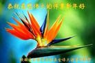 法轮功,陕西大法弟子恭祝师尊新年好(25条)
