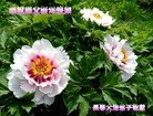 ֹ,󷨵ӹףʦ(22)
