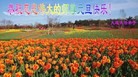法轮功,大连大法弟子恭祝师尊新年快乐(23条)
