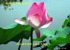 ֹ,ӱ󷨵ӹףʦ(24)
