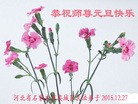 法轮功,石家庄大法弟子恭祝师尊新年快乐(27条)

