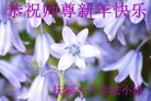 法轮功,辽宁大法弟子恭祝师尊新年快乐(28条)
