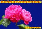 ֹ,ʡ󷨵ӹףʦ(26)
