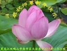 Published on 12/29/2015 ���ֹ�,��½�󷨵��ӹ�ףʦ���������(27��)

