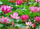 Published on 1/1/2016 ���ֹ�,��½�󷨵��ӹ�ףʦ���������(37��)
