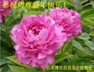 法轮功,潍坊大法弟子恭祝师尊新年快乐(30条)
