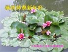 ֹ,󷨵ӹףʦ(41)
