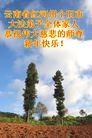 Published on 12/29/2015 ���ֹ�,��½�󷨵��ӹ�ףʦ���������(35��)
