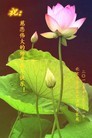 ֹ,󷨵ӹףʦ(29)
