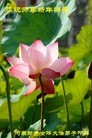 法轮功,河南大法弟子恭祝师尊过年好(25条)
