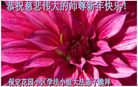 ֹ,󷨵ӹףʦ(31)
