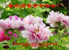 ֹ,ɶ󷨵ӹףʦ(24)
