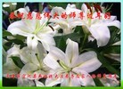 Published on 2/21/2015 ���ֹ�,��½�󷨵��ӹ�ףʦ������(117��) ����������
