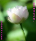 ֹ,󷨵ӹףʦ(24)
