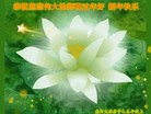 法轮功,河南大法弟子恭祝师尊过年好(27条)
