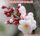 法轮功,吉林省大法弟子恭祝师尊过年好(27条)
