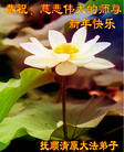法轮功,辽宁大法弟子恭祝师尊过年好(25条)
