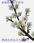 法轮功,内蒙古大法弟子恭祝师尊过年好(28条)
