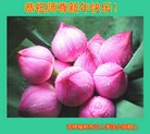 Published on 2/18/2015 ���ֹ�,��½�󷨵��ӹ�ףʦ������(39��)
