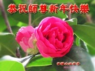法轮功,贵州大法弟子恭祝师尊过年好(27条)
