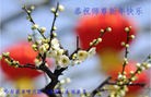 法轮功,哈尔滨大法弟子恭祝师尊过年好(22条)
