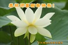 法轮功,广东大法弟子恭祝师尊过年好(28条)
