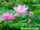 ֹ,ʡ󷨵ӹףʦ(29)
