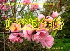 ֹ,д󷨵ӹףʦ(25)
