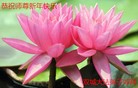 ֹ,󷨵ӹףʦ(24)
