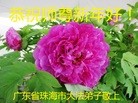 ֹ,㶫󷨵ӹףʦ(28)

