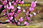 法轮功,黑龙江大法弟子恭祝师尊过年好(23条)
