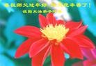 法轮功,沈阳大法弟子恭祝师尊过年好(28条)
