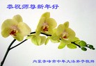 法轮功,内蒙古大法弟子恭祝师尊过年好(33条)
