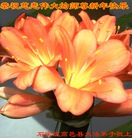 ֹ,ʯׯ󷨵ӹףʦ(27)
