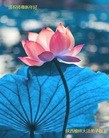 法轮功,陕西大法弟子恭祝师尊新年好(26条)
