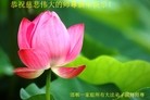 法轮功,河北大法弟子恭祝师尊过年好(24条)
