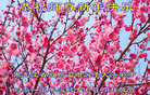 ֹ,󷨵ӹףʦ(22)
